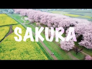 海外「夢のような桜!息をのむほど美しい!」東京近郊の桜の名所を外国人が紹介(海外の反応)