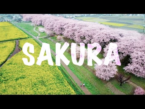 海外「夢のような桜！息をのむほど美しい！」東京近郊の桜の名所を外国人が紹介（海外の反応）