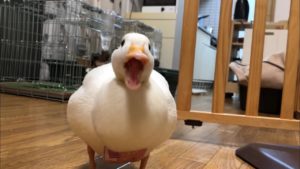 海外「日本風の攻撃!かわいい!」自由気ままな日本のアヒルが話題に(海外の反応)