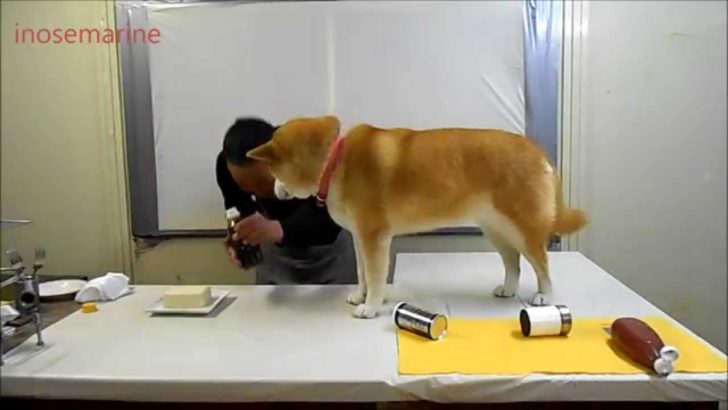 料理の邪魔をする柴犬が可愛すぎる（海外の反応）