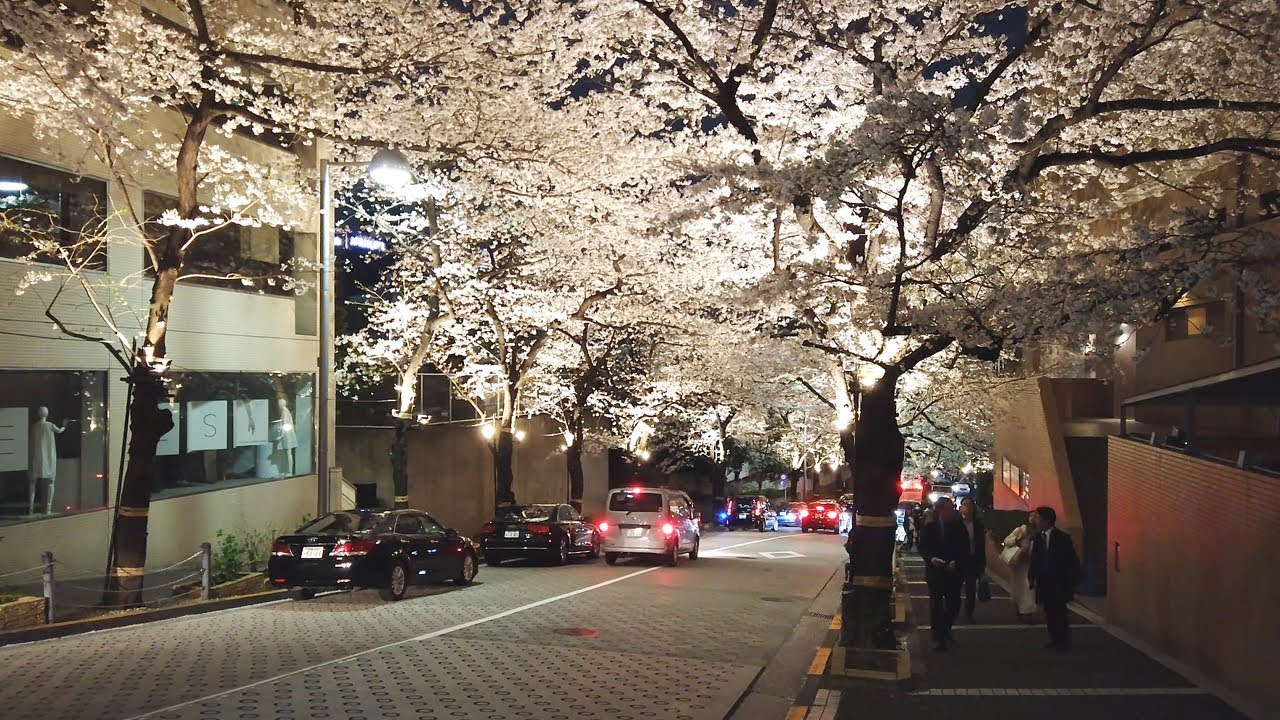 海外「また日本に行きたい」六本木のアークヒルズの美しい夜桜が話題に（海外の反応）