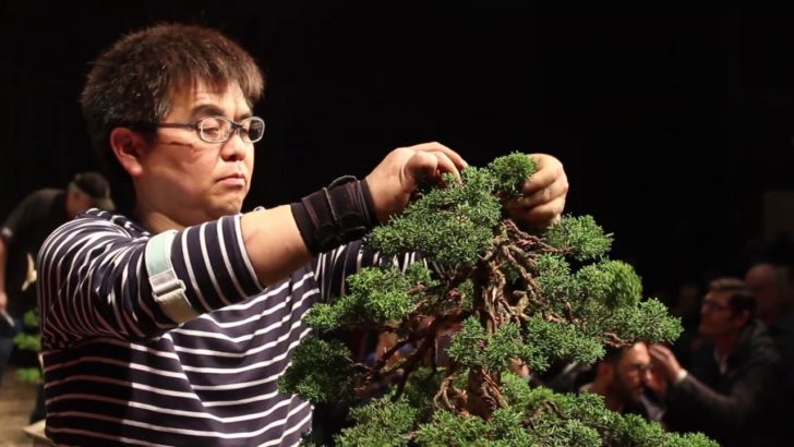 海外「盆栽大好きだ！お見事！」熟練した職人による盆栽剪定に反響（海外の反応）