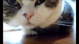 海外「まるは箱に夢中。私はまるに夢中」相変わらず箱に入っているネコ(海外の反応)