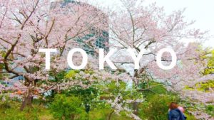 海外「満開の桜が美しい!」皇居周辺の桜の映像が話題に(海外の反応)