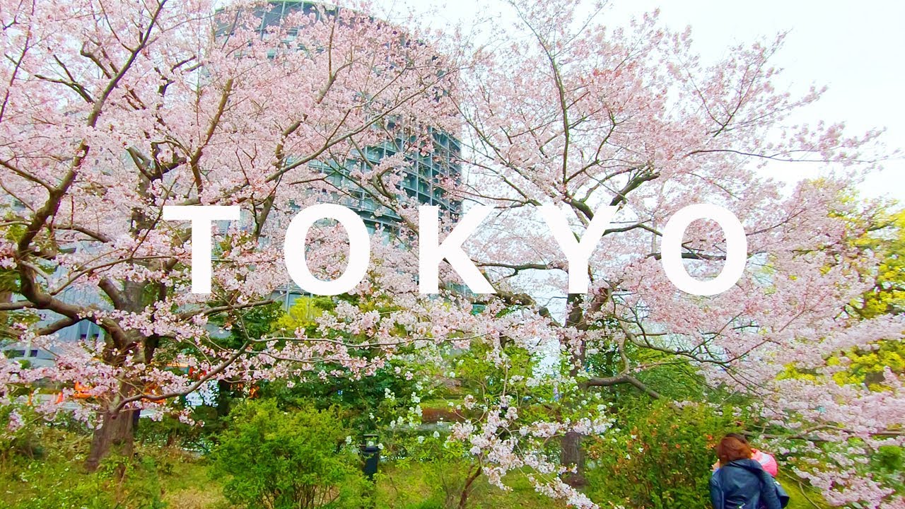海外「満開の桜が美しい！」皇居周辺の桜の映像が話題に（海外の反応）