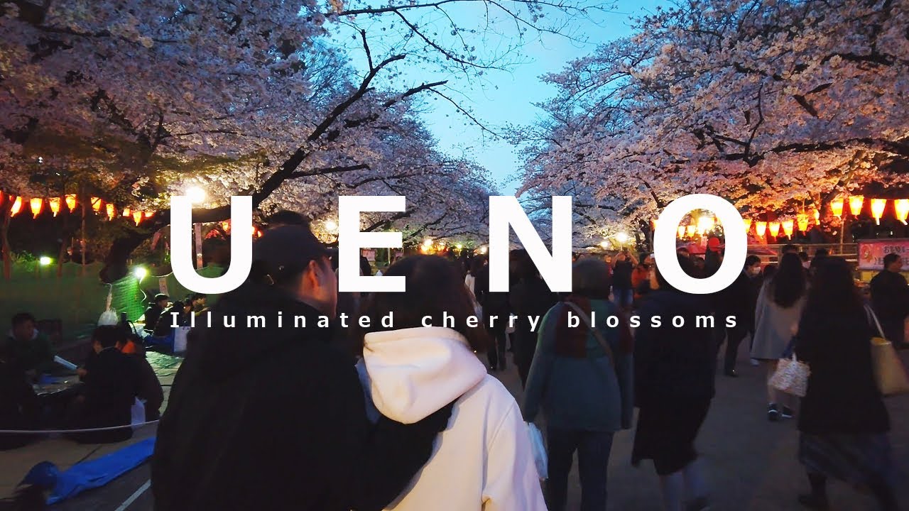 海外「きれいな桜…日本は美しい国だ」上野の夜桜に外国人もうっとり（海外の反応）