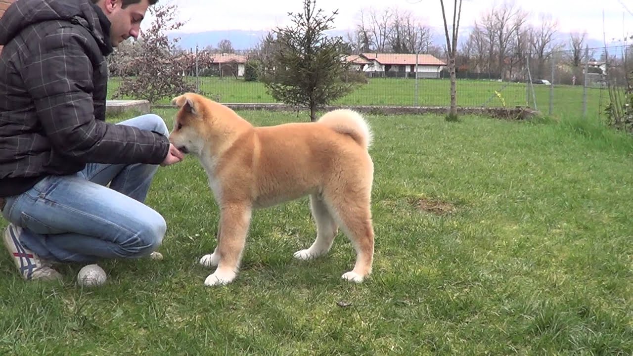 海外「秋田犬は番犬としてもペットとしても最高」秋田犬の子犬のかわいい動画に反響（海外の反応）