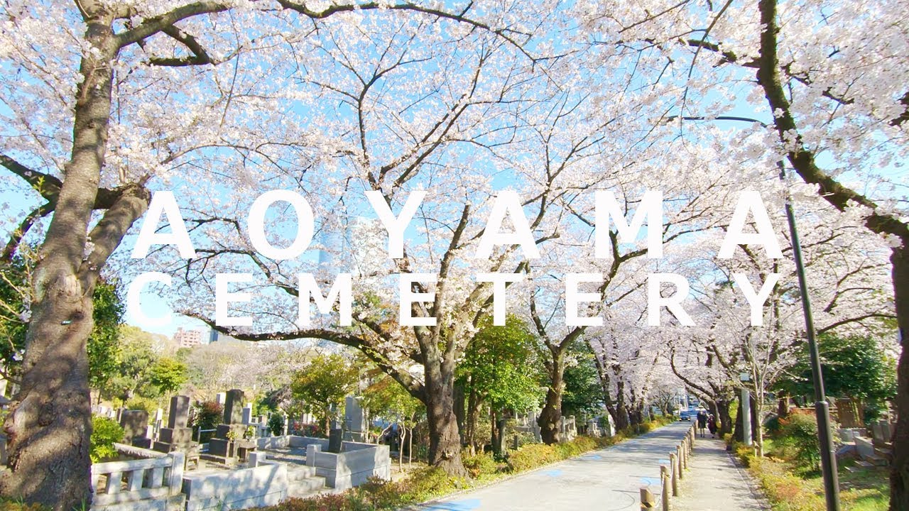 海外「ハチ公のお墓参りに行きたい」青山霊園の桜並木の美しさに海外からも反響（海外の反応）