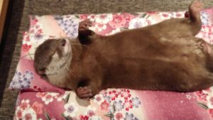 海外「史上最高に素晴らしくて可愛いカワウソ!」コツメカワウソちぃたんのお昼寝動画が話題に(海外の反応)