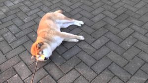 絶対に帰りたくない柴犬 vs 絶対に帰りたい飼い主(海外の反応)