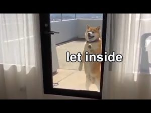 海外「この柴犬、世界で一番かわいい!」部屋に入れてとお願いする柴犬(海外の反応)