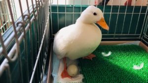 海外「かわいいアヒルだね!」日本のアヒルが卵を優しく温める様子に海外からも応援の声(海外の反応)