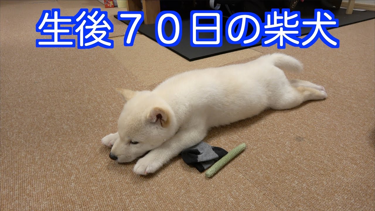 海外「やばい！天使のよう！」可愛すぎる日本の白柴の子犬の動画に反響（海外の反応）