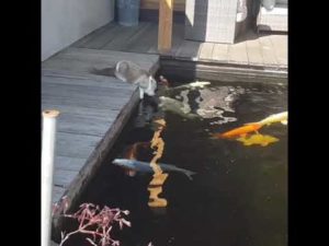 重病に苦しみながらも池の鯉を見に行く猫の動画に世界中から温かい声(海外の反応)
