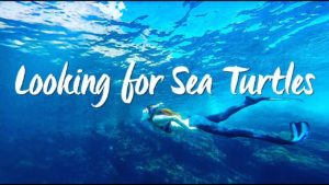 海外「東京の雑踏から抜け出すにはいい!」八丈島のおすすめ観光スポットを紹介(海外の反応)