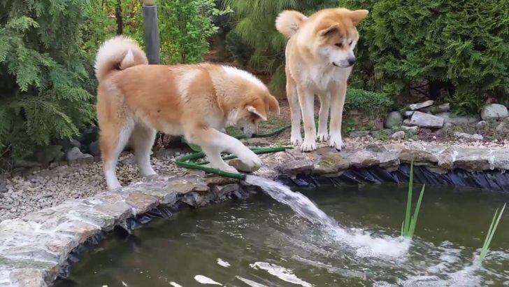 海外「かわいい！でっかい柴犬みたい！」水遊びをする2匹の秋田犬がカワイイと話題（海外の反応）