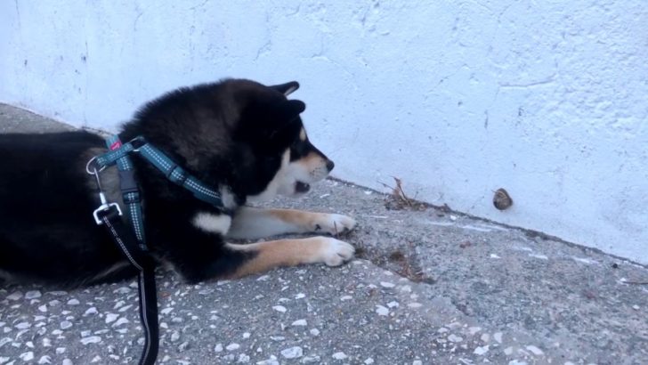 海外「柴犬を見ると笑顔になる！」カタツムリと格闘する柴犬がかわいい（海外の反応）