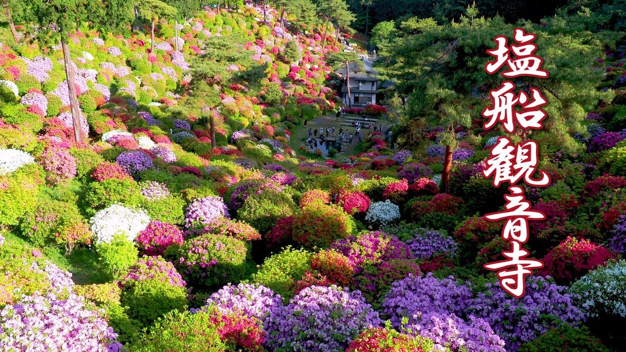 海外「現代庭園の美しさにかけて、日本の前ではイギリスも形無しだな」塩船観音寺の満開のつつじが話題に（海外の反応）