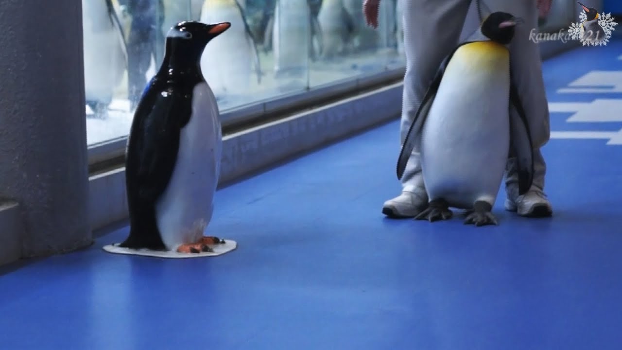 海外「かわいすぎる！」日本の動物園でキングペンギンが帰りたくないと駄々をこねる姿が話題に（海外の反応）