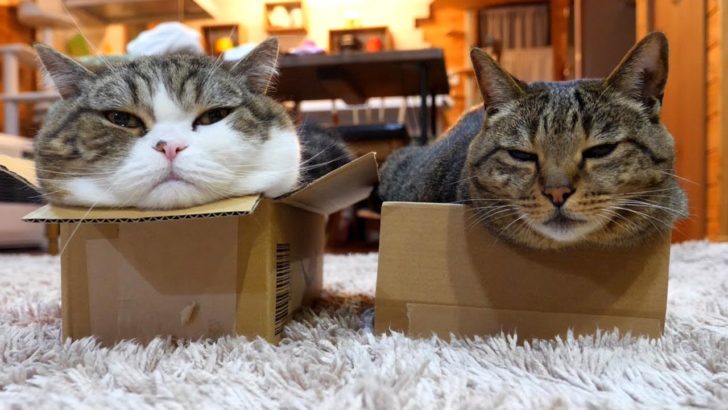 【海外の反応】日本の２匹のネコ、平和なひとときから一転、バトル勃発！？