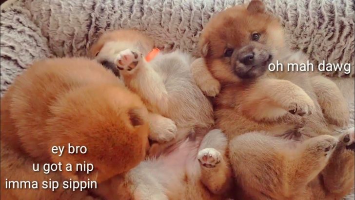 海外「このチャンネルを見つけてから柴犬に対する見方が変わった！」柴犬の子犬たちに外国人もメロメロ（海外の反応）