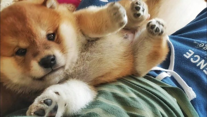 子犬の柴犬が可愛すぎて世界中がメロメロ「幸せな気分になれる！」（海外の反応）