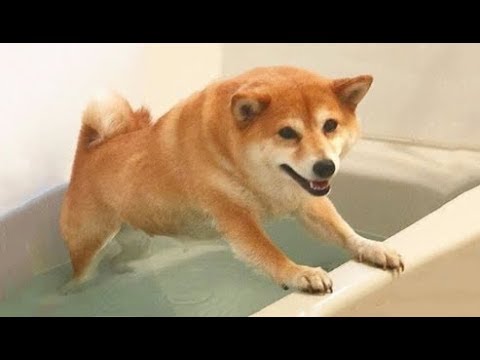海外「勇気ある柴犬だな。あんな風に湯に浸かるなんて」いいワンコの洗い方を解説した動画が話題に（海外の反応）
