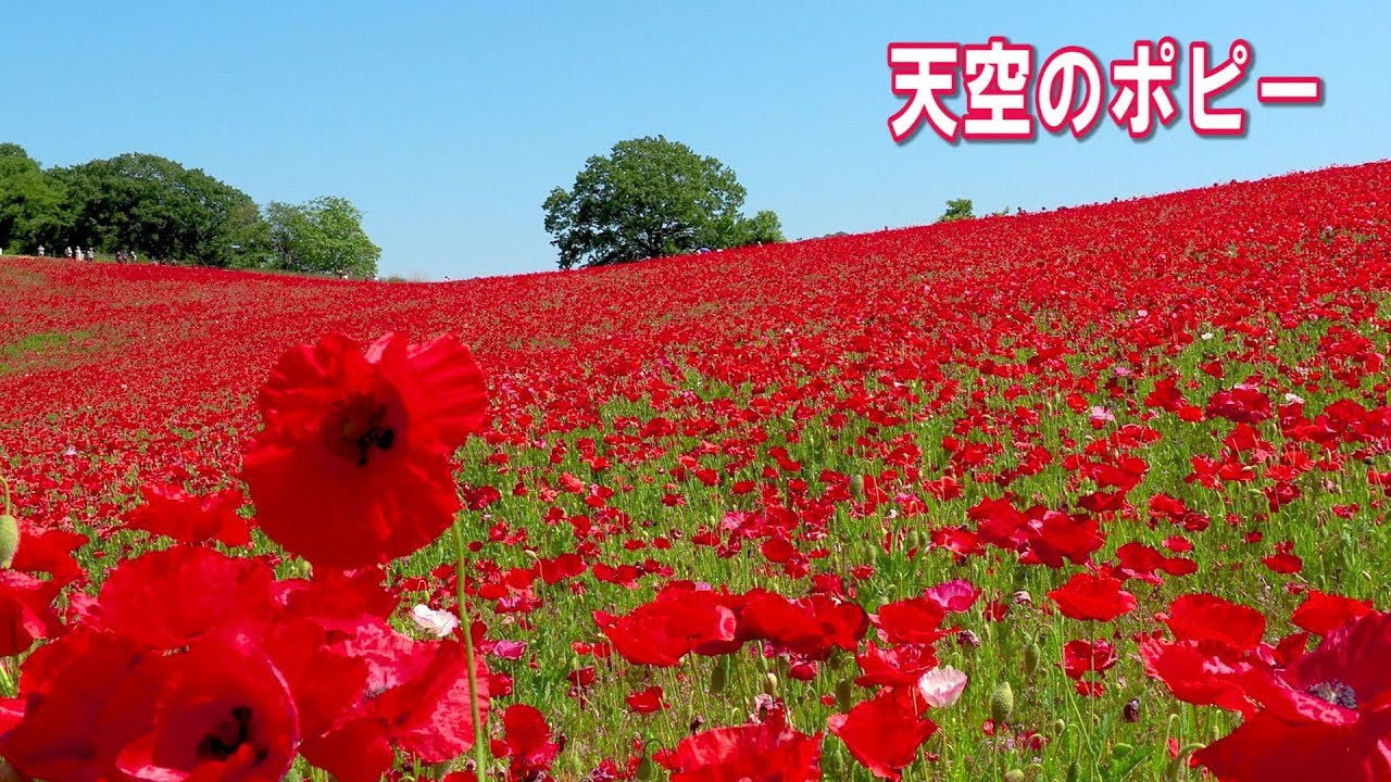 海外「圧倒された。日本は本当に美しい国！」埼玉県にある美しい花の世界（海外の反応）