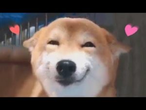 柴犬の笑顔が可愛すぎて鬱病も治ると話題に(海外の反応)