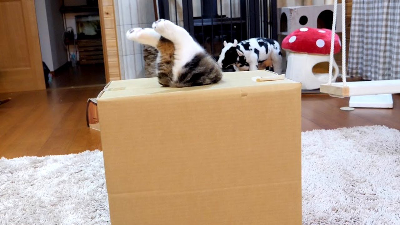 箱に入るのが大好きなネコ、でも今回は悲劇が！？（海外の反応）