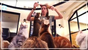 海外「悪名高い日本の猫カフェがついに見られるぞ!」東京の猫カフェを紹介した動画が話題に(海外の反応)