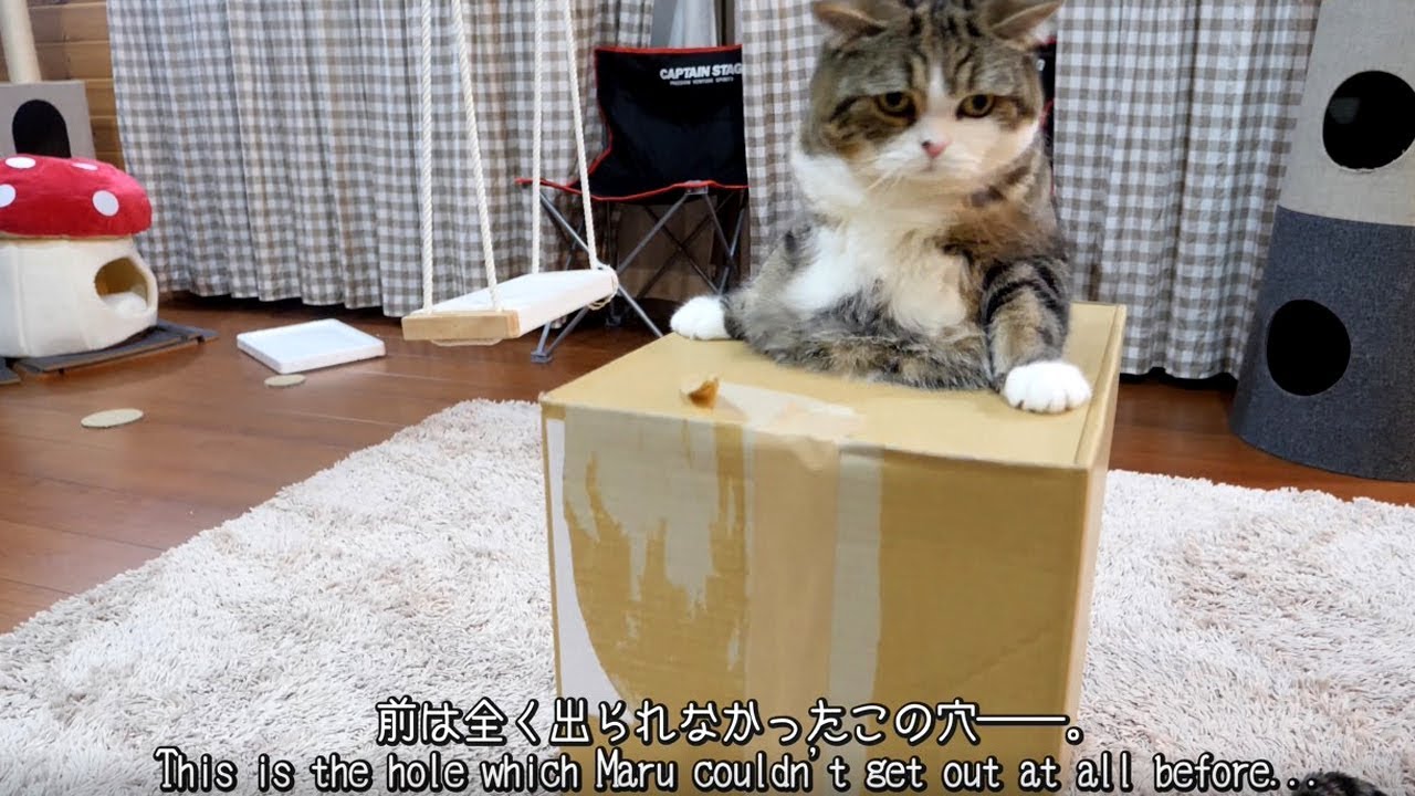 海外「世界で一番懲りないネコ」日本のネコさん、努力の末に成功しドヤ顔（海外の反応）