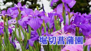 東京都葛飾区にある堀切菖蒲園があまりにも美しいと話題に（海外の反応）