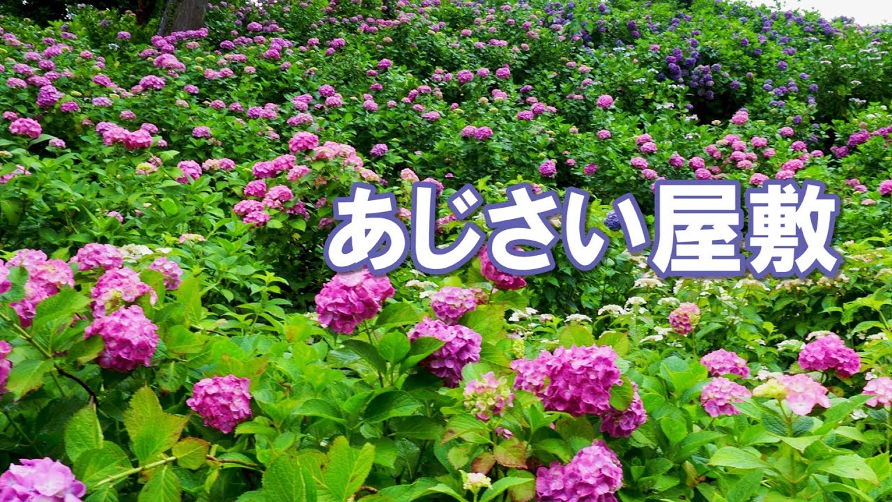 海外「日本の自然はすばらしい！最高にゴージャス！」千葉県茂原市の服部農園あじさい屋敷の動画が話題に（海外の反応）