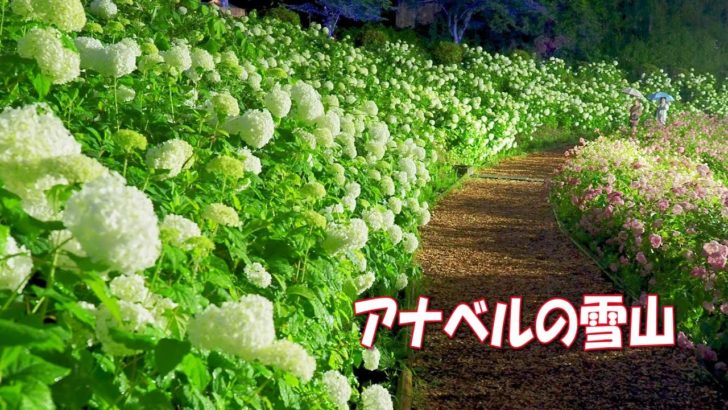 海外「まるで天国にいるみたい！」雨に打たれる夜のあじさいが美しすぎると話題に（海外の反応）