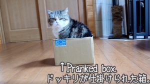 ドッキリを仕掛けられた日本のネコ(海外の反応)