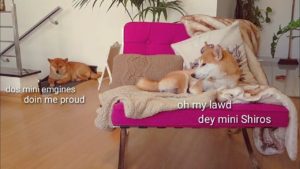 柴犬一家の激しくも平和な日常(海外の反応)