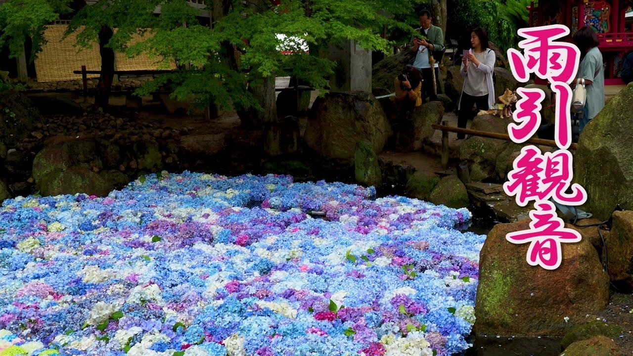 あじさいを浮かべた日本の池が美しすぎると話題に（海外の反応）
