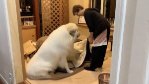 日本で暮らす超大型犬「こたつ片付けないで」(海外の反応)