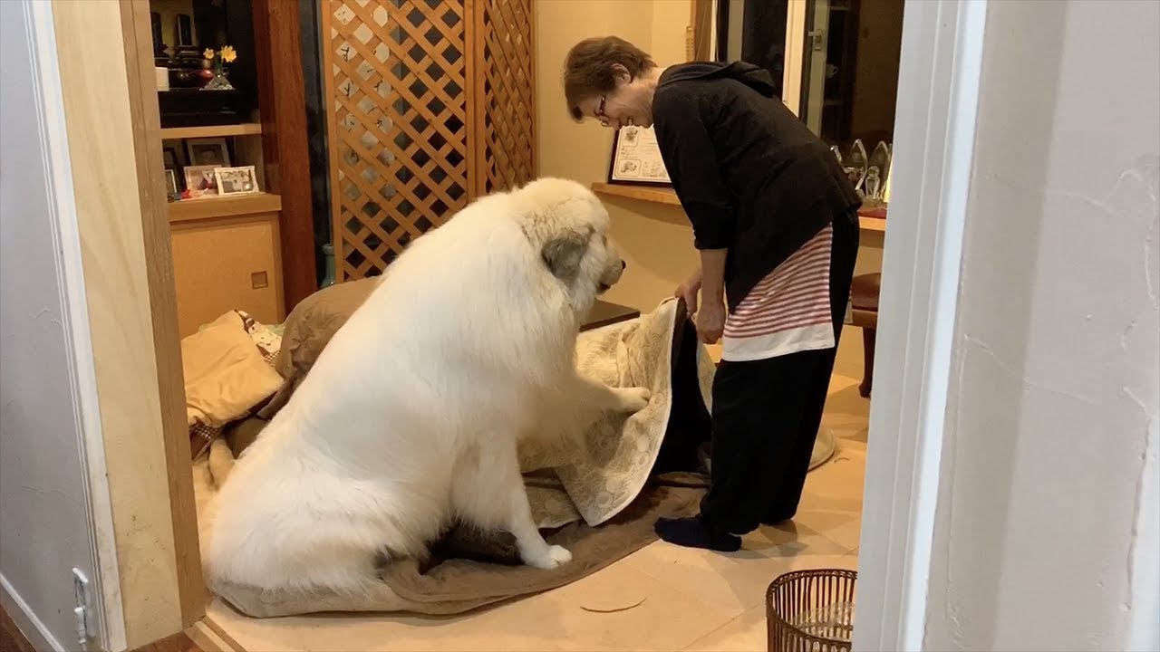 日本で暮らす超大型犬「こたつ片付けないで」（海外の反応）