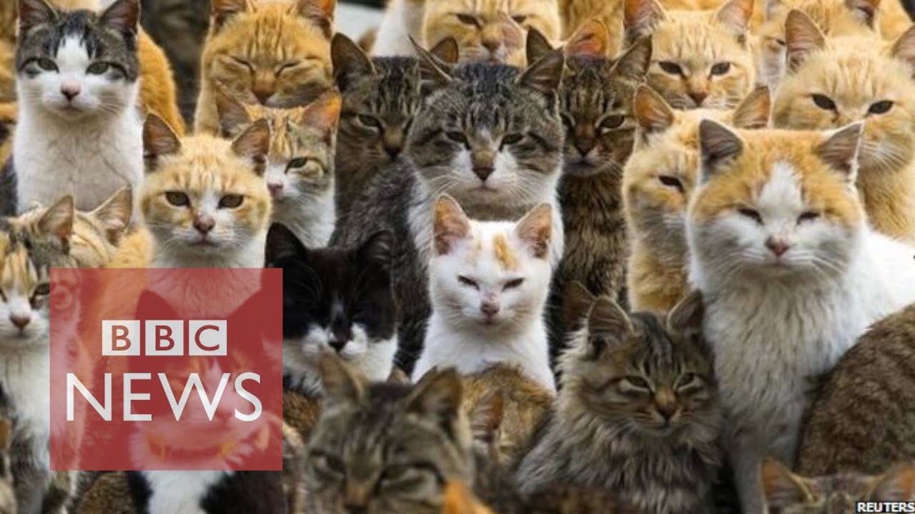 海外「ネコたちが日本からの独立を要求している！」猫に支配された日本の島（海外の反応）