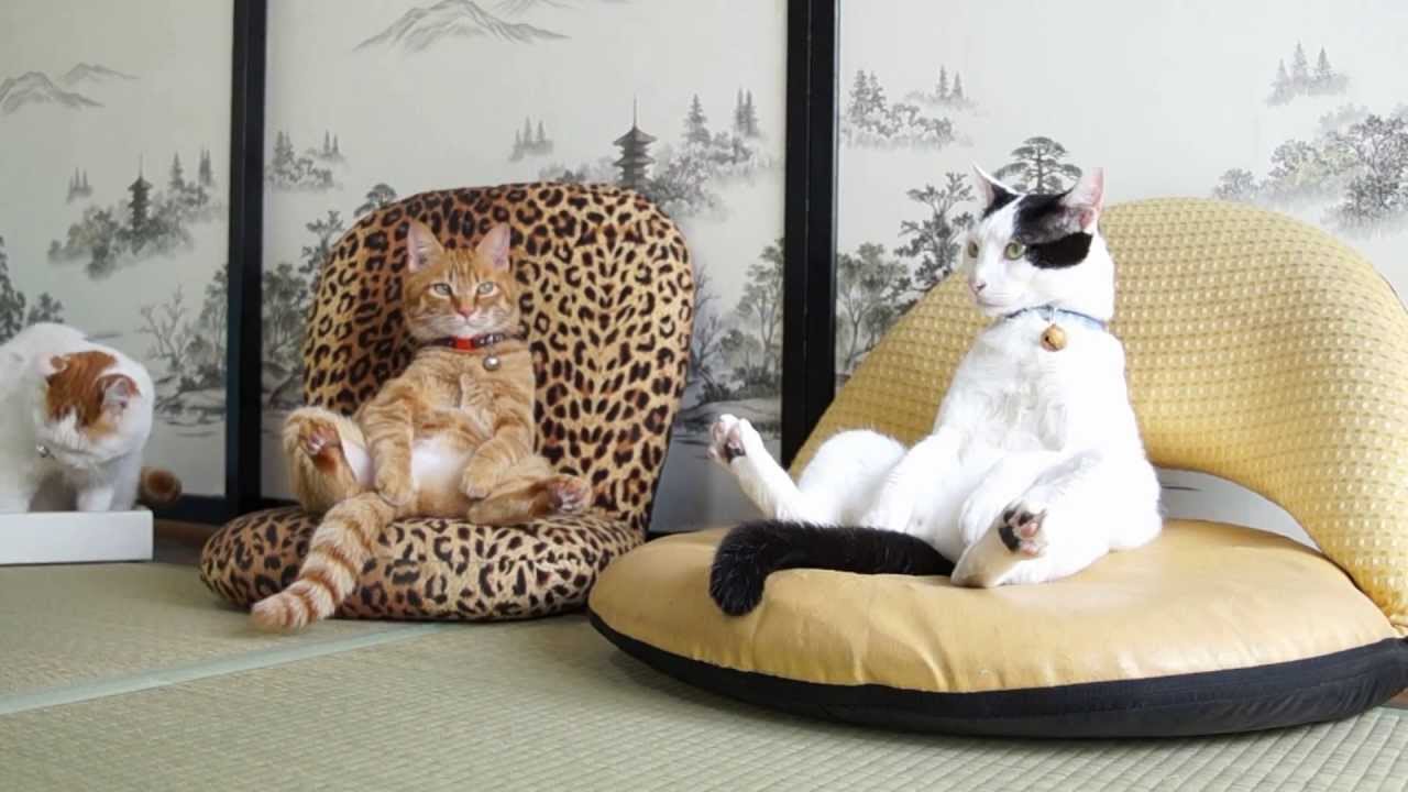 座椅子でくつろぐ日本のネコたち（海外の反応）