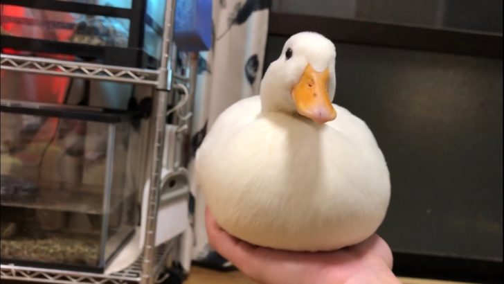 日本のもふもふすぎるアヒルが可愛すぎる（海外の反応）