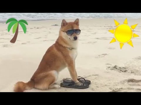 ビーチで休暇を満喫する柴犬が可愛すぎると話題に（海外の反応）