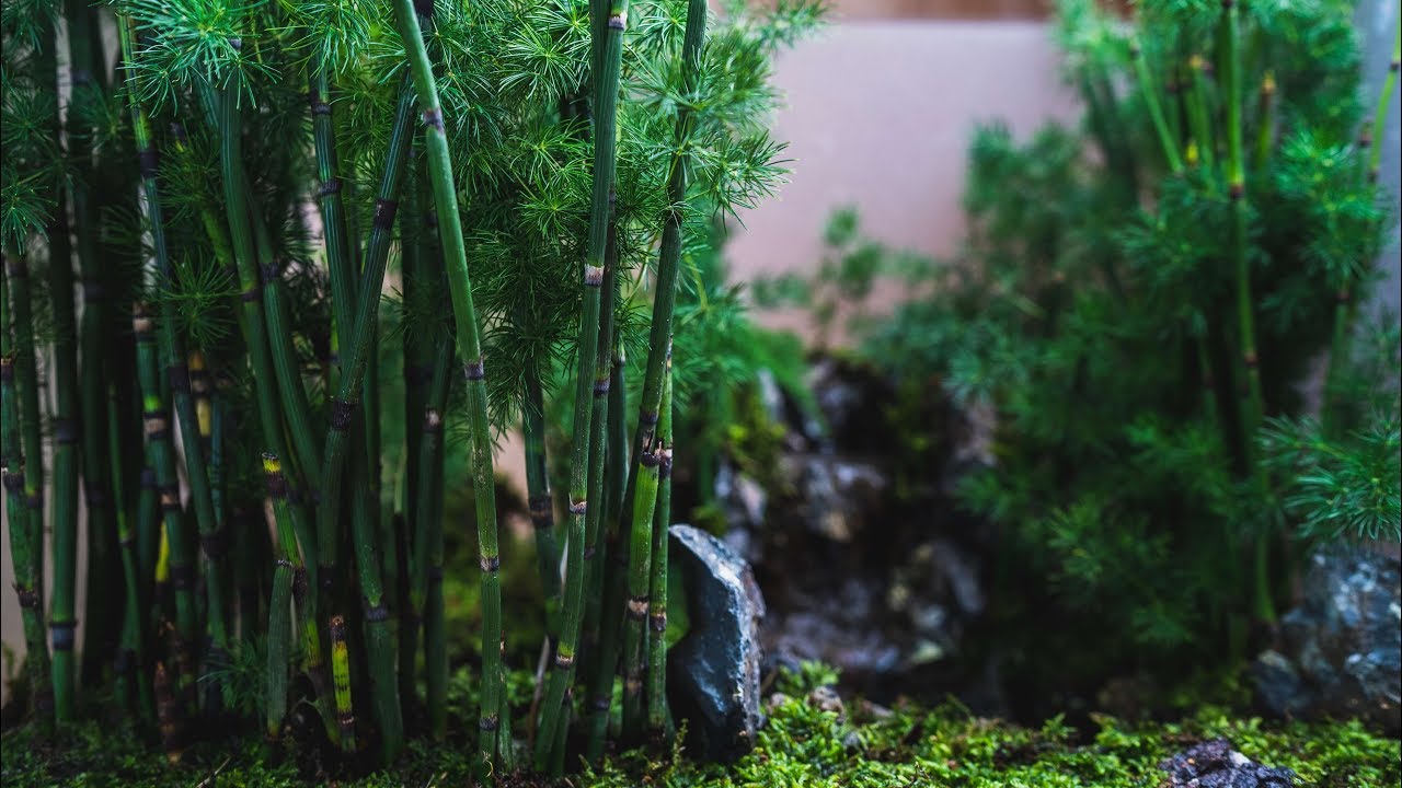 海外「とにかく美しい！」日本人男性がつくる竹林を模したアクアテラリウムに賞賛の声（海外の反応）