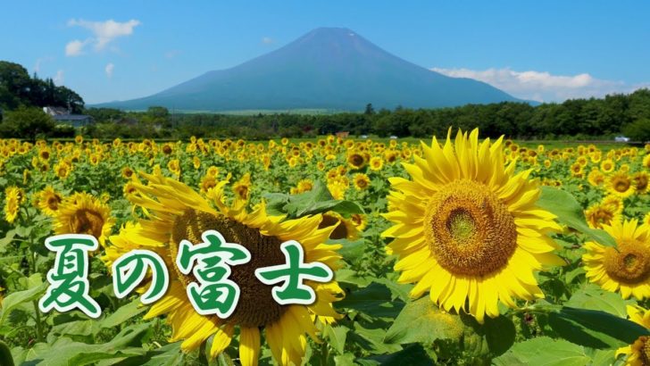 海外「富士山！満開のひまわり！美しい！」山中湖畔に咲き誇る花の都公園の夏の花々（海外の反応）