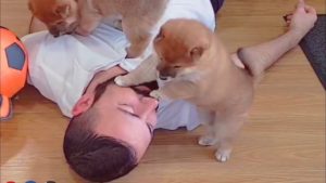 死んだふりした飼い主を蘇生する柴犬の子犬たちが可愛すぎる(海外の反応)