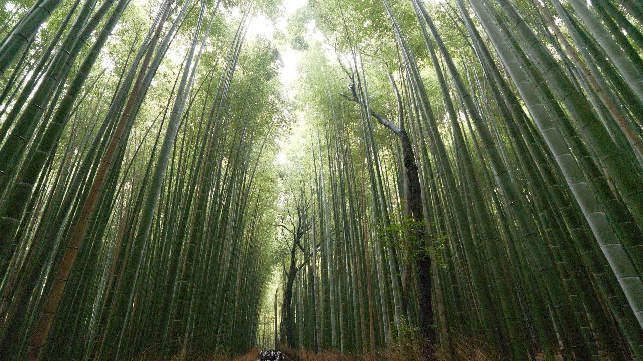 海外「日本は本当に、地上の天国だね…」雨の京都嵐山を撮影した動画が話題に（海外の反応）