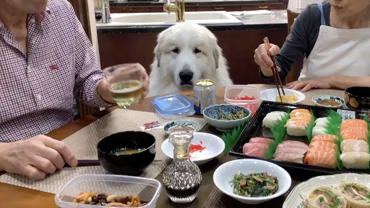海外「お寿司がもらえなくて残念だね」日本で暮らす超大型犬、お寿司ちょうだいと目で訴える姿が可愛すぎ（海外の反応）