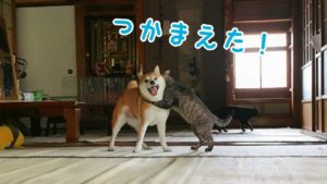 犬と猫が鬼ごっこする日本の平和な日常(海外の反応)